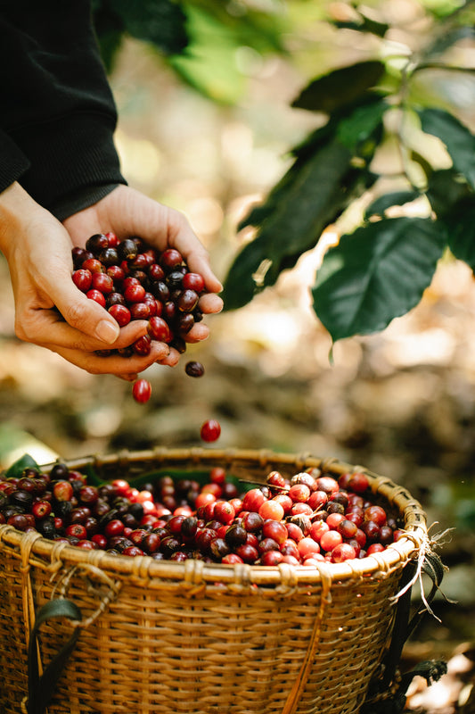 Nachhaltig trinken: Wie man Kaffeebohnen aus ethischen Quellen auswählt.